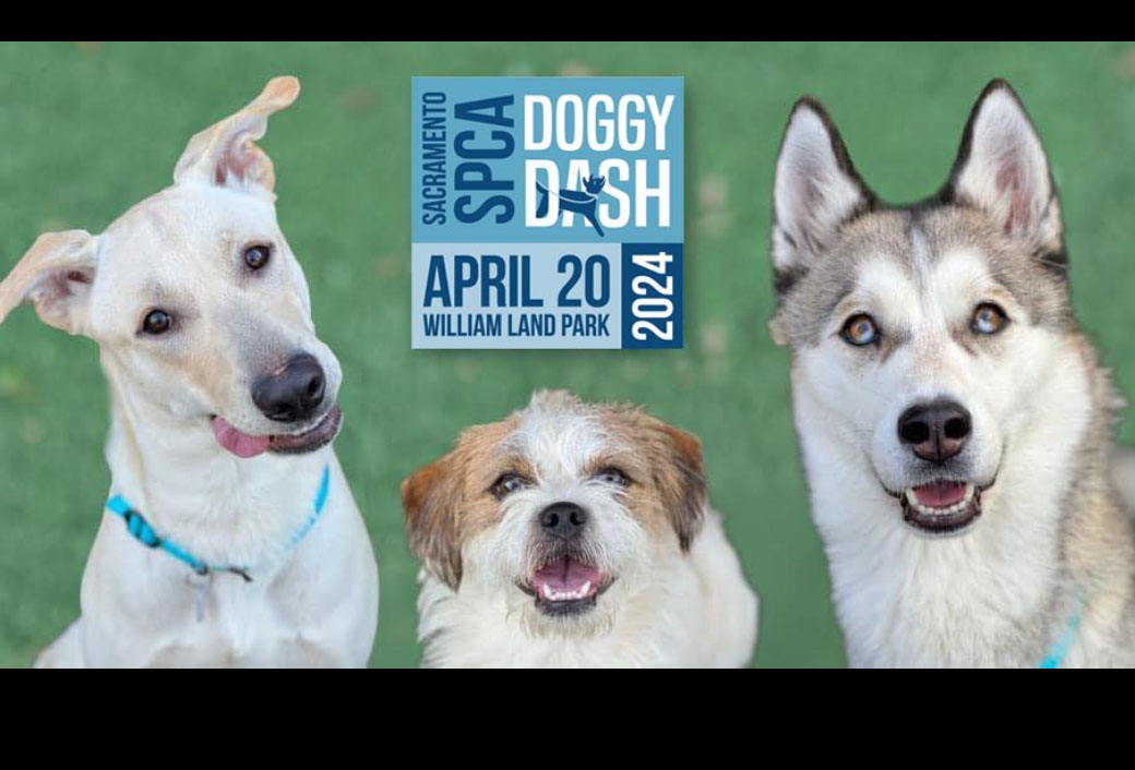 31st Annual Sacramento SPCA Doggy Dash