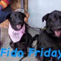 Fido Fridays @ Midtown Lounge